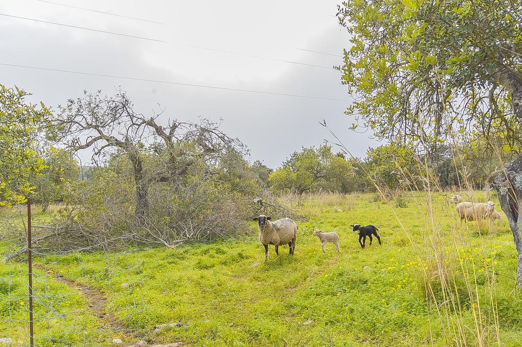 Finca Puig Santa Magdalena מראה חיצוני תמונה